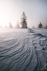 Winter landscape with Fog and Tree in the middle
