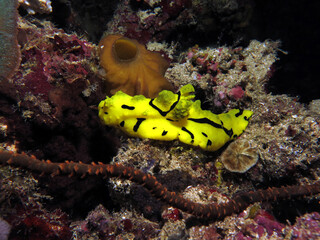 Minor Notodoris nudibranch also known as Banana nudibranch on corals Cebu Philippines