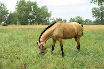 Naklejka na ściany i meble Golden Akhal-Teke horse with black mane grazes in the meadow