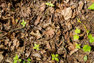 Natural forest ground