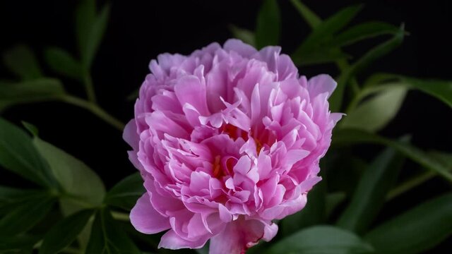 Timelapse of pink peony flowering. 4K