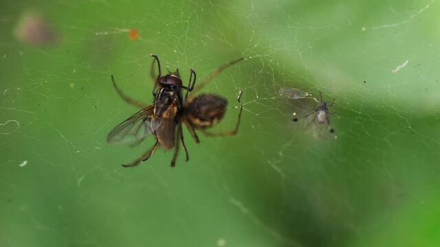 Cought in the spider's trap