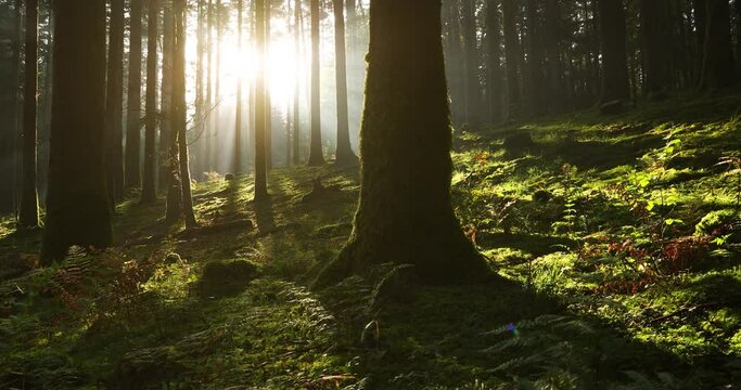 Majestic sun rays in mossy magic woods. Slow motion camera movement. 
