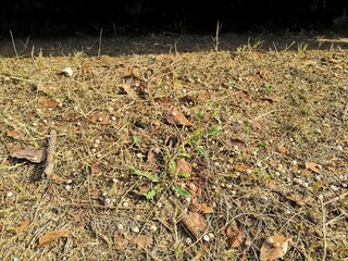 Natural Scarp