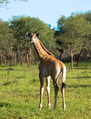 Naklejka na ściany i meble Rothschild giraffe with beautiful spotted skin in the African savannah. Safari in the Kruger National Park. South Africa