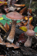 Funghi chiodini (Armillaria gallica) nel sottobosco autunnale tra le foglie