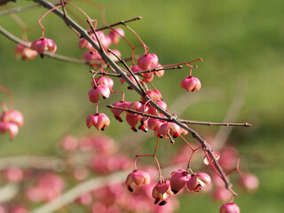(Euonymus grandiflorus) Spindle tree with mature crimson-pink fruits with black seeds and vivid orange arils 
