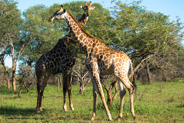 Naklejka na ściany i meble Two Giraffes in the Savannah, wildlife reserve South africa
