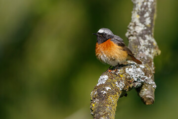 Gartenrotschwanz (Phoenicurus phoenicurus) Männchen