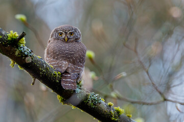 Sperlingskauz (Glaucidium passerinum)