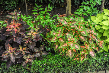 In a small English park on Insola Bella Island, traditionally, the green of the flat lawn contrasts with a variety of bright colors.     