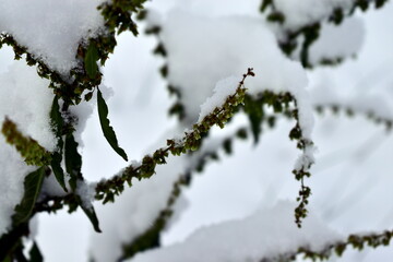 snow covered branches