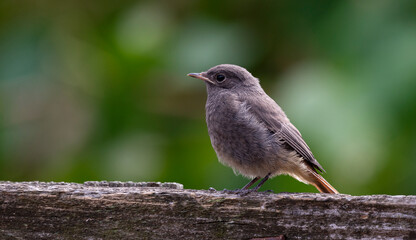 Phoenicurus ochruros on a fence and with a green blurred background