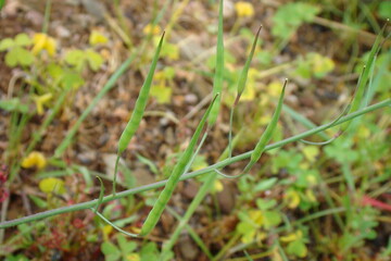 Wild Radish (Raphanus raphanistrum)