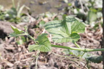 plants in the garden