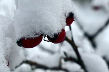 first snow on rose hips