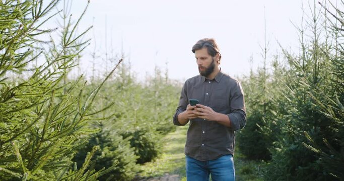 Attractive concentrated confident young bearded man standing near big fir tree and making it picture on mobile during working in forestry