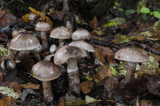 Funghi Igrofori (Hygrophorus persoonii) nel sottobosco tra le foglie in Autunno