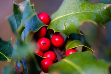 Holly close-up in the forest