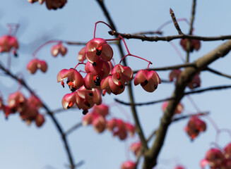 (Euonymus grandiflorus) Spindle tree with mature crimson-pink fruits with black seeds and vivid orange arils 