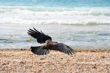 raven flying over the sea beach 