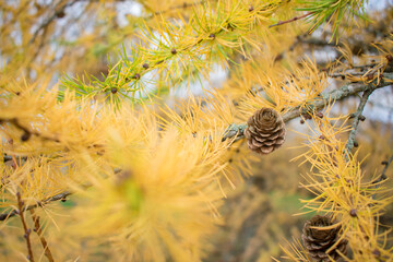 European Larch tree (Larix decidua) cones on a branch with yellow needles at autumn
