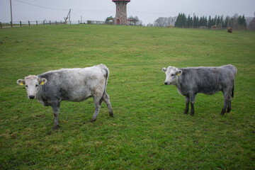 Two Latvian blue cows standing in green grass field. Farm background.