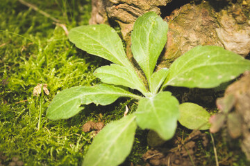 growing plants plant green brown