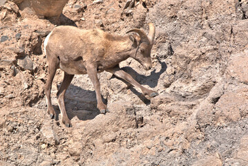 Rocky Mountain Big Hon Ram walking across the rocky mountain slope in the San Juan Mountains in southern Colorado