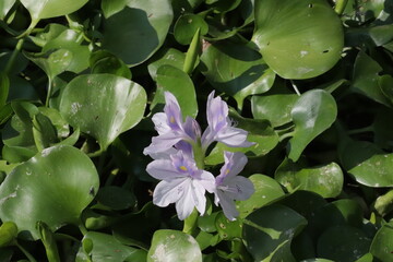 flowers in the garden