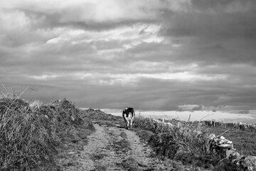Last cow i the field coming up the dirt road. West cork Farm