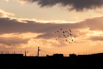 beautiful sunset in algeria . sunset with clouds and trees and shadows of buildings and birds
