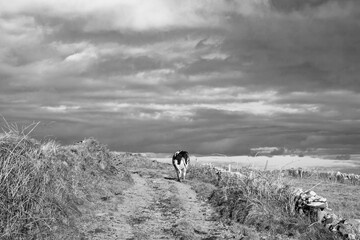 Last cow i the field coming up the dirt road. West cork Farm