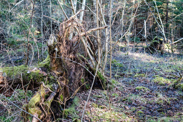 forest bushes in spring sunny day without leaves