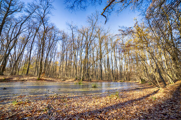 winterliche bedingungen im wald: waldsee zugefroren, baume ohne laub