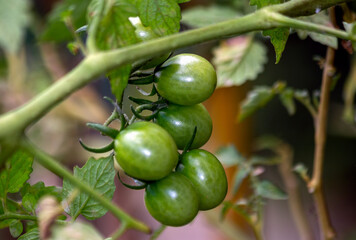 Cherry tomatoes growing on the plant. Gastronomy. Biology. Botanic. Agronomy. Organic food. Vegan food. Focus selective.