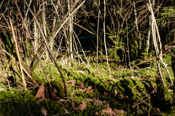 forest bushes in spring sunny day without leaves