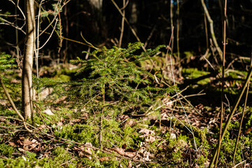 Naklejka na ściany i meble forest bushes in spring sunny day without leaves