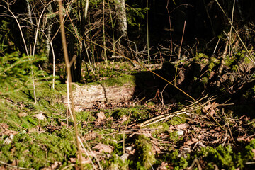 forest bushes in spring sunny day without leaves