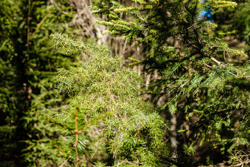 forest bushes in spring sunny day without leaves