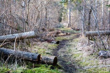 forest bushes in spring sunny day without leaves