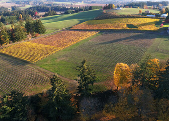 Autumn sunrise views of a vineyard and colorful golden leaves.