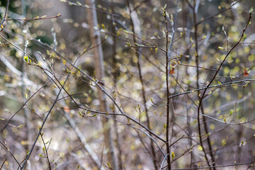 forest bushes in spring sunny day without leaves