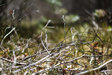 forest moss in sunny day with blur background