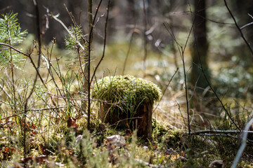 forest moss in sunny day with blur background