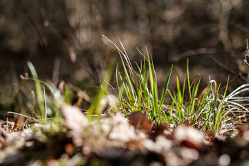 forest moss in sunny day with blur background