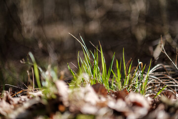 forest moss in sunny day with blur background