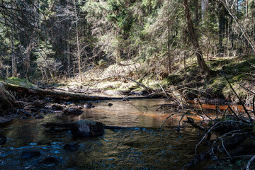high water spring rinver in woods with brown water and old wooden logs in stream