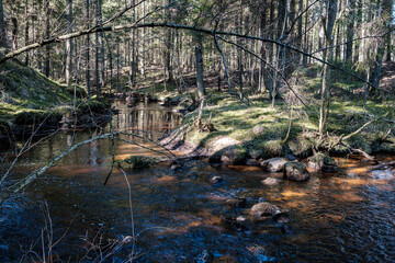 high water spring rinver in woods with brown water and old wooden logs in stream