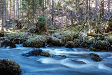 high water spring rinver in woods with brown water and old wooden logs in stream